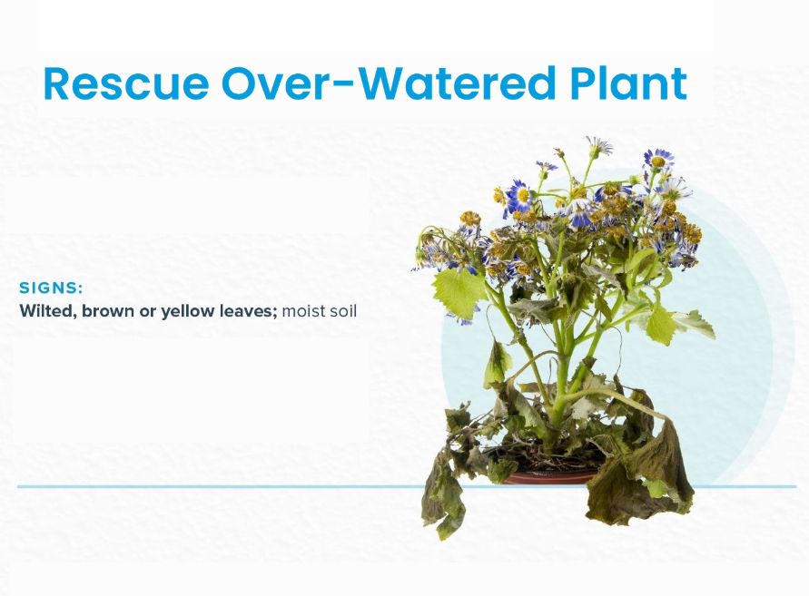 Rescue Over-Watered Plant