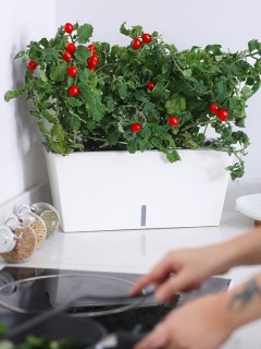 Self-Watering Boxy Vegetable Planter